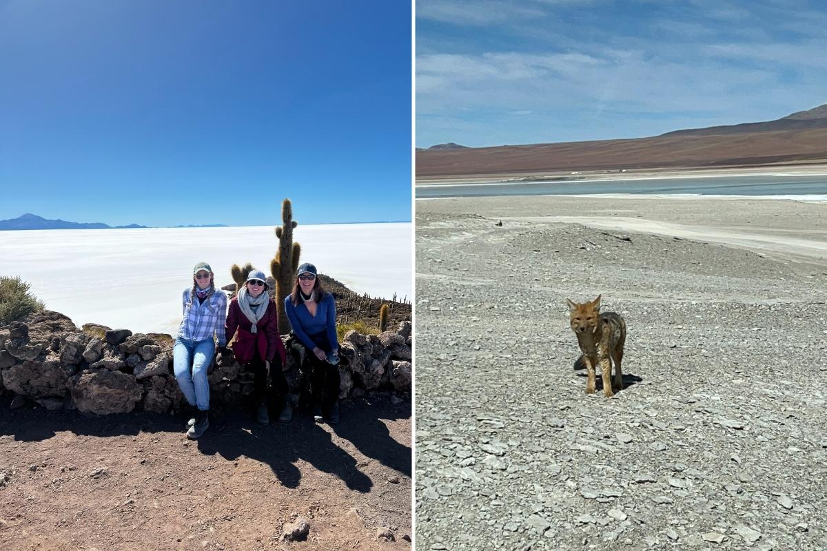 SA Expeditions Destination Experts and Andean fox at Salar de Uyuni salt flats Bolivia