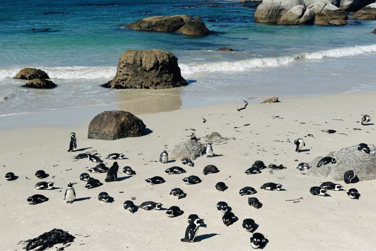 African penguins lounging at Boulders Beach—Cape Town’s cutest coastal residents. (Photo: Megan Ribeiro)