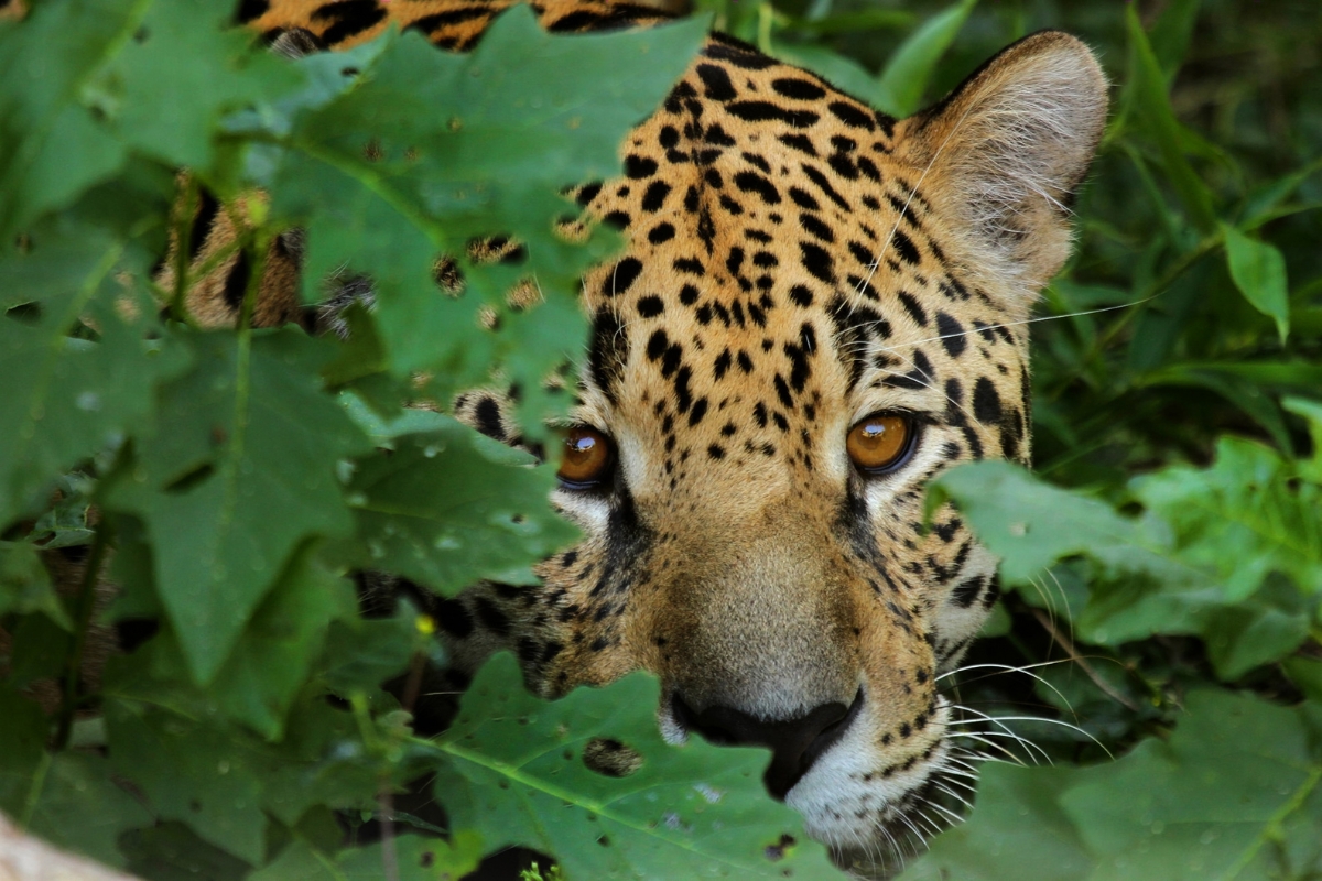 Cutting-edge tech is helping researchers track and protect Costa Rica’s elusive apex predator in real time.