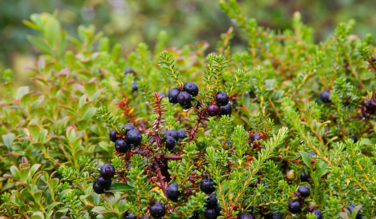 Black crowberries ready to be harvested