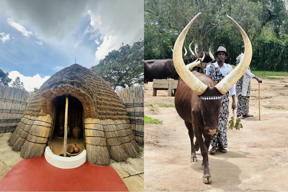 Visiting the town of Nyanza and seeing the Royal Rwandan Cattle (Photo: Megan Ribeiro).