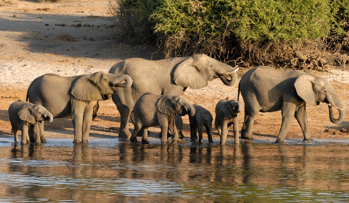Elephant family in Chobe Natitonal Park, Botswana, Africa