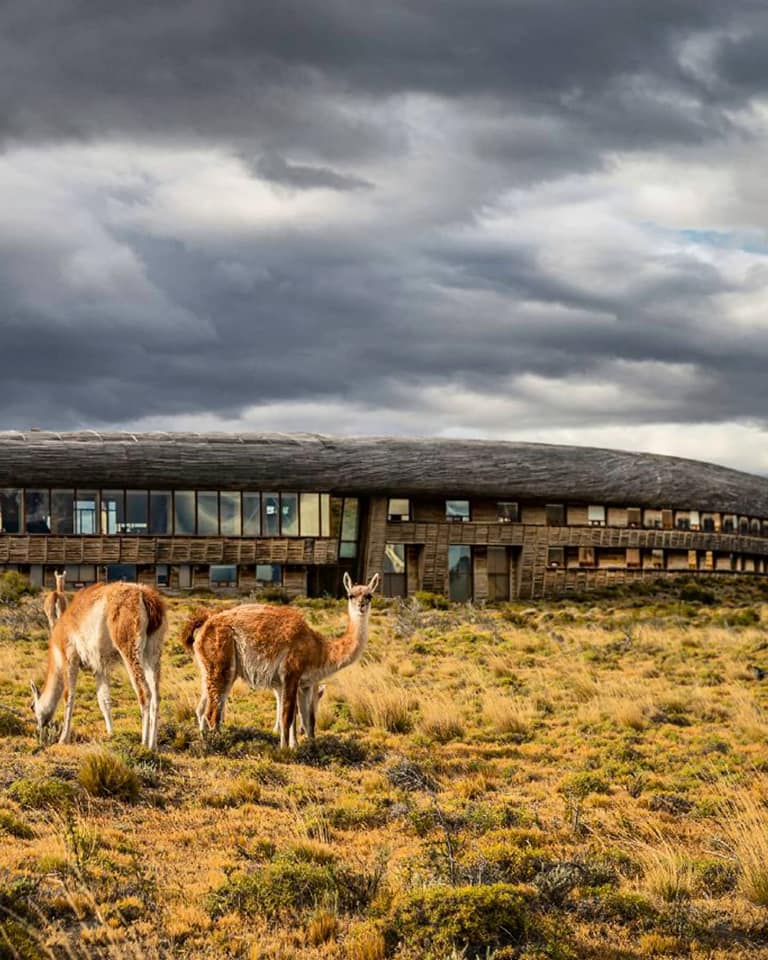 Guanacos in front of Tierra Patagonia Lodge