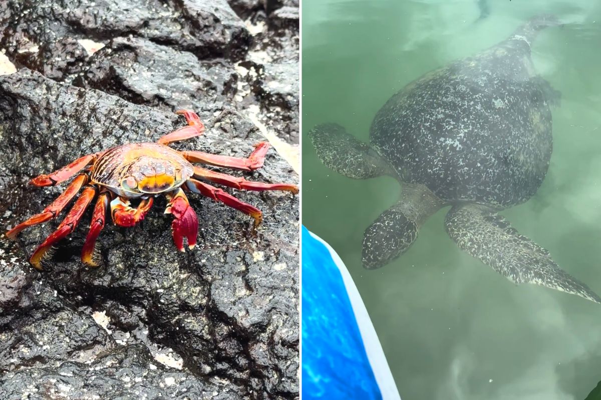Galapagos crab and sea turtle in the Galapagos Islands