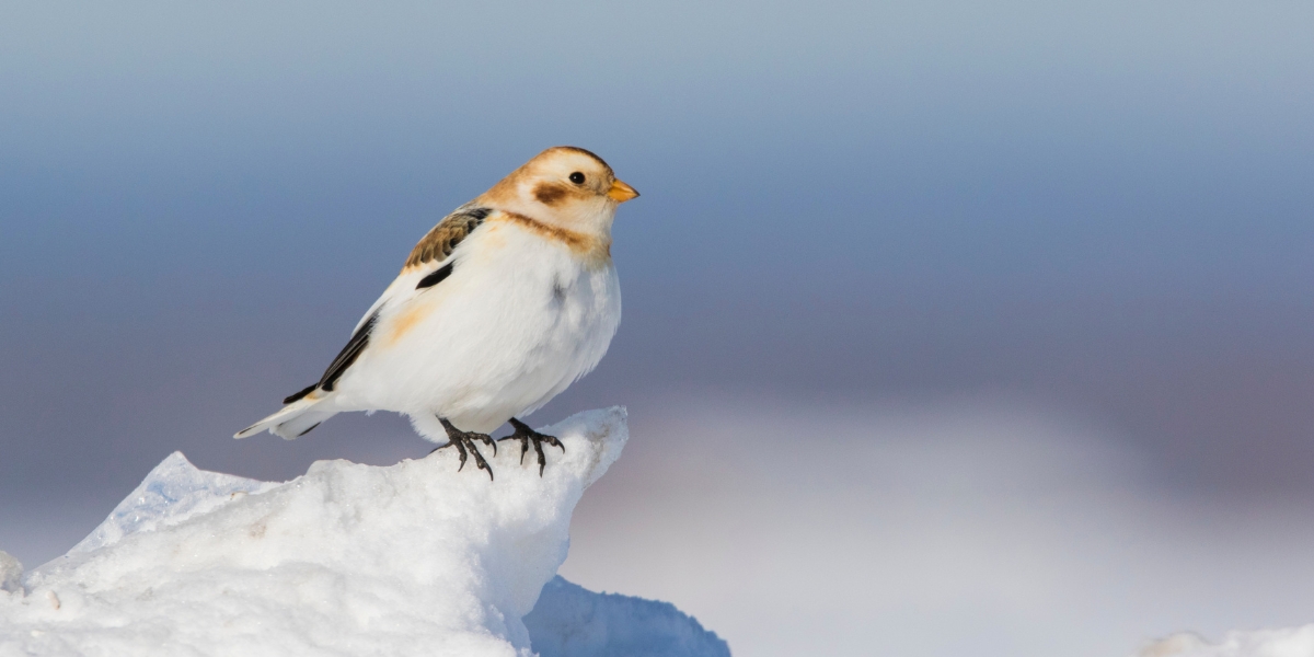 Snow bunting bird in the Arctic