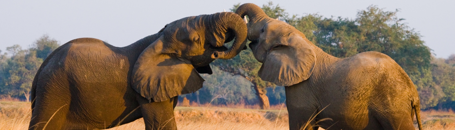 Elephants playing at Zambezi National Park, Zambia