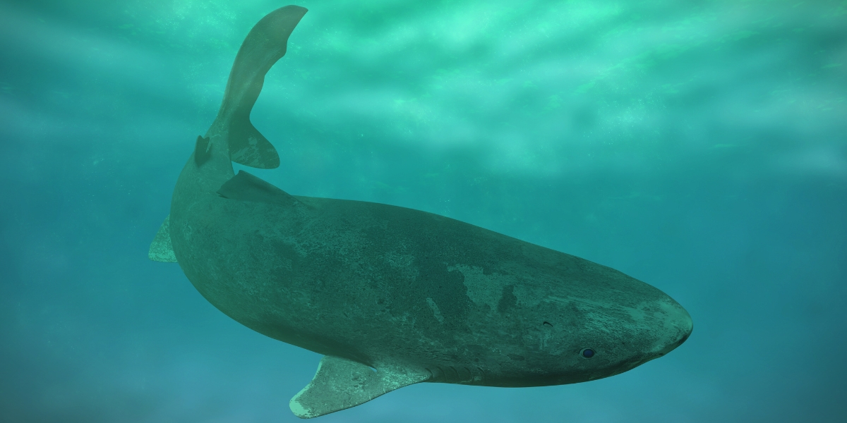 Greenland shark, Arctic marine life