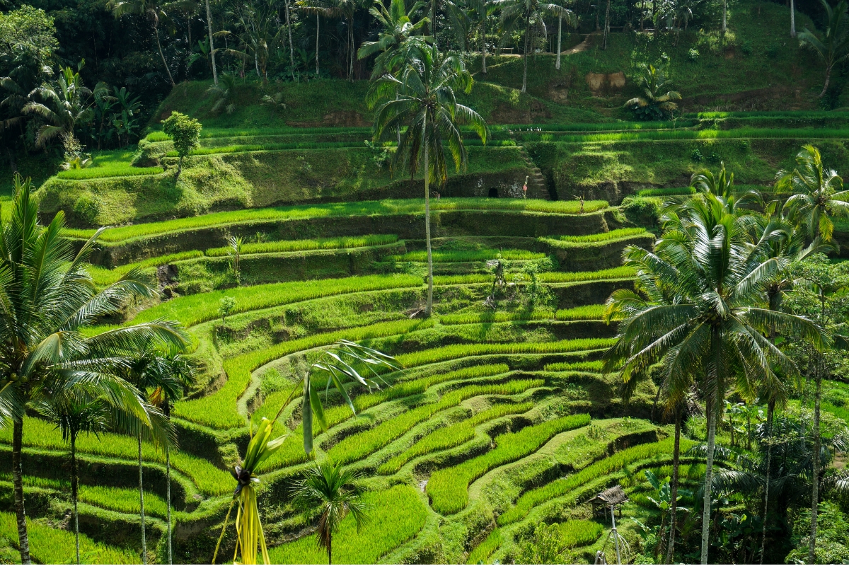 Rice terraces