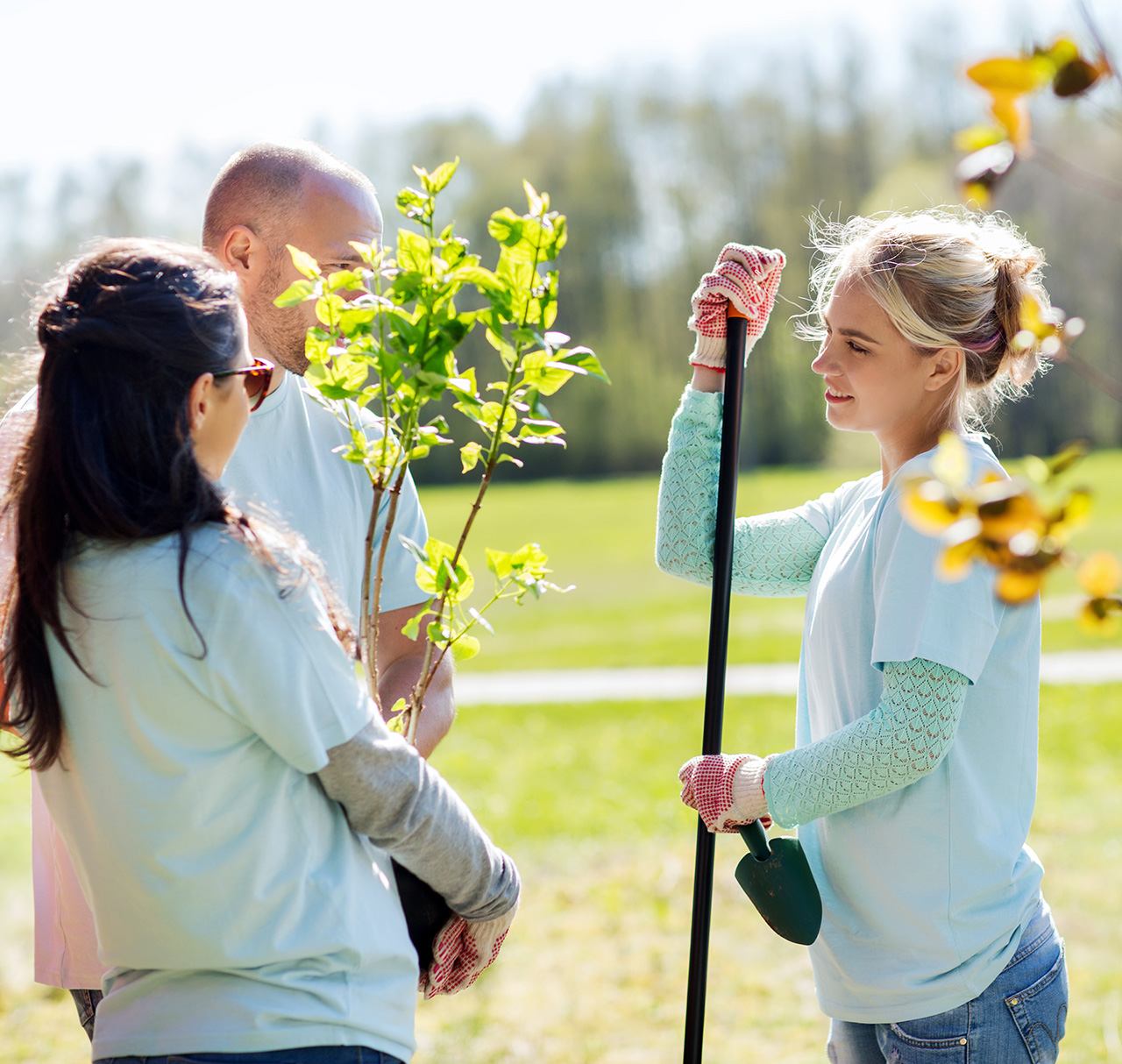 planting new trees in park