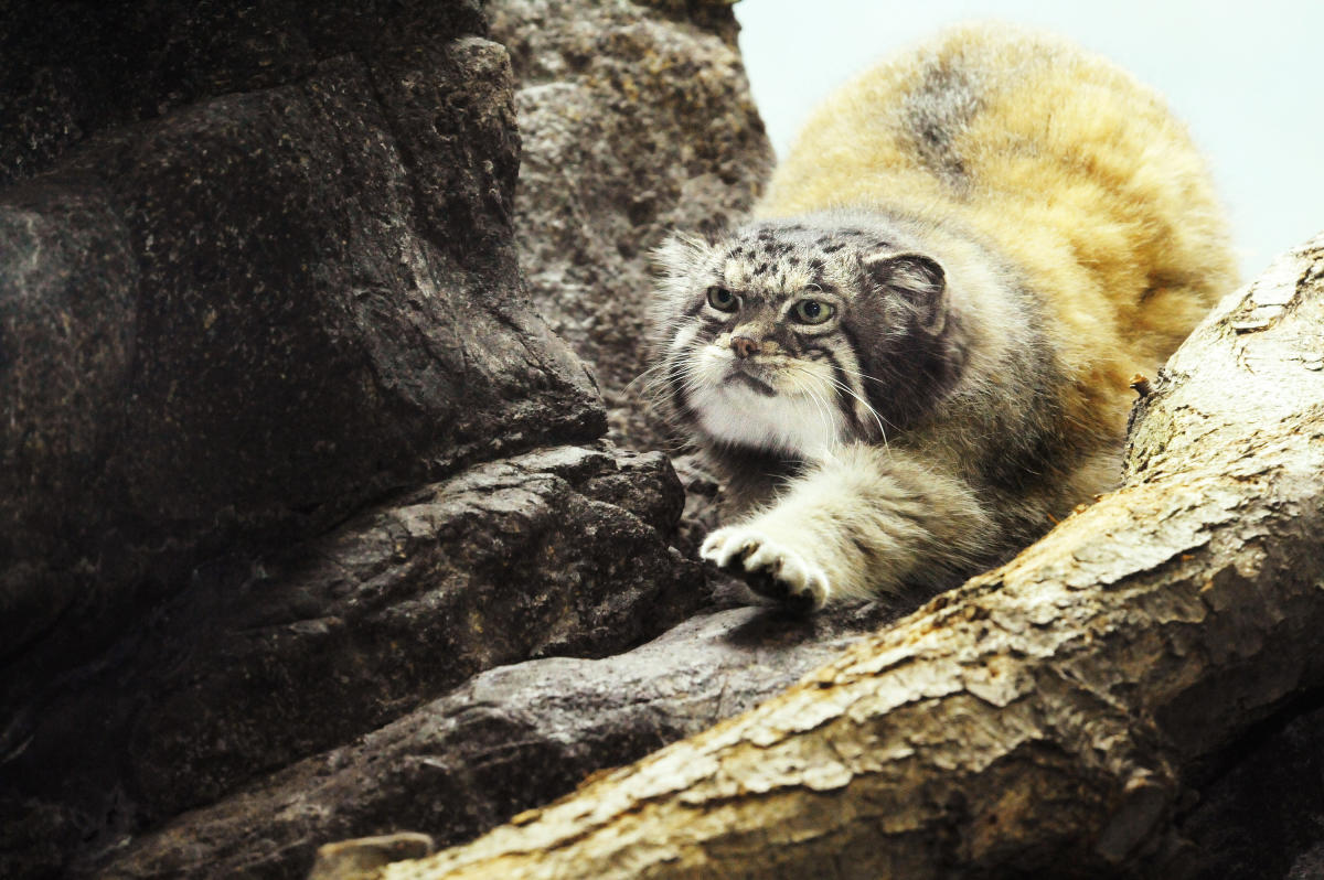 julie_larsen_maher_0703_pallas_cat_anl_ppz_05_02_08_hr