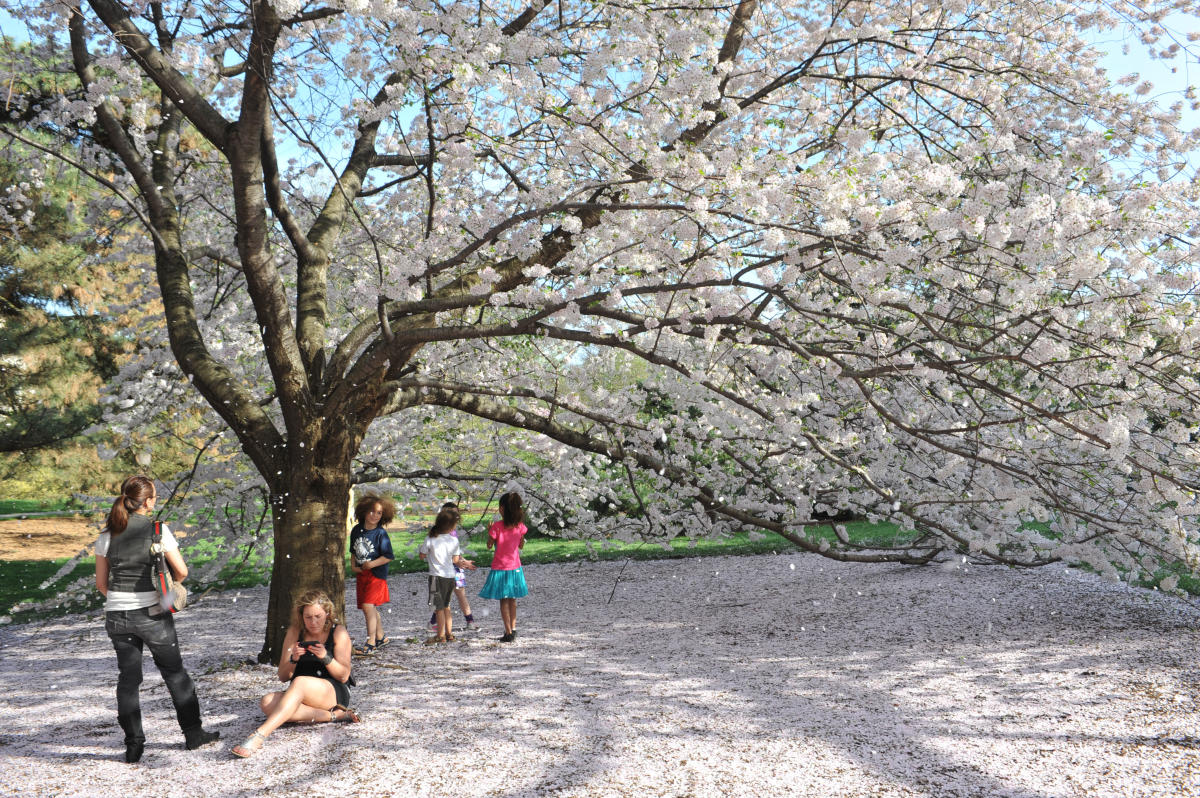 cherryblossoms-botanicalgarden-julienneschaer