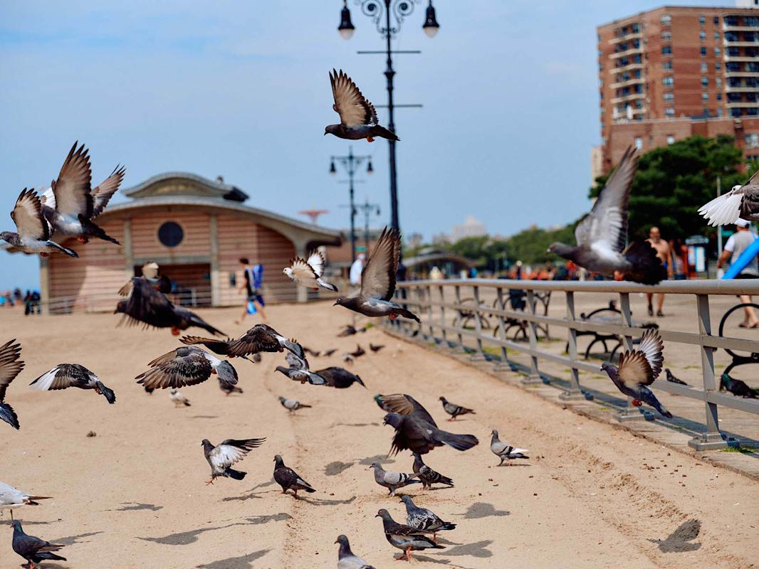 Pigeons fly on the boardwalk at Brighton Beach in Brooklyn.