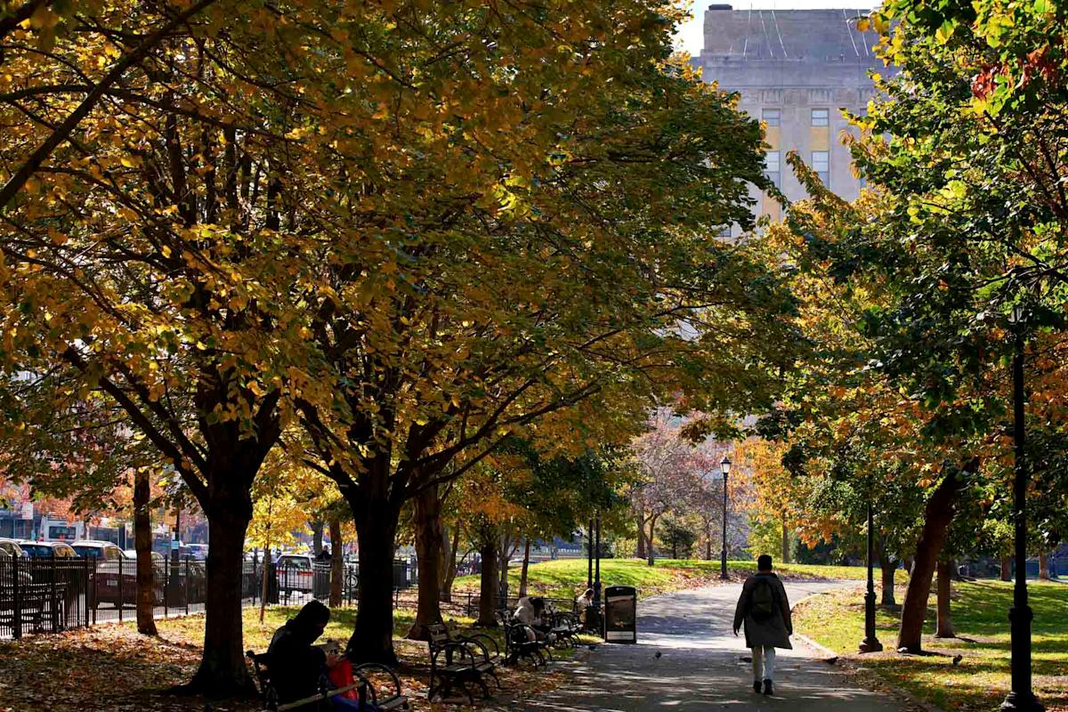 A person walks along a tree-lined path in a city park on a sunny autumn day, with yellow and green leaves. Benches and other people are visible under the shade of the trees. A large building is in the background.