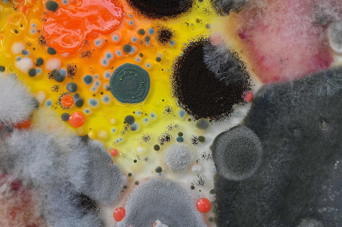 Close-up of colorful mold colonies on a surface, with textures ranging from bright orange and yellow to dark green and black. Various shapes and sizes are present, creating a vibrant and chaotic pattern.