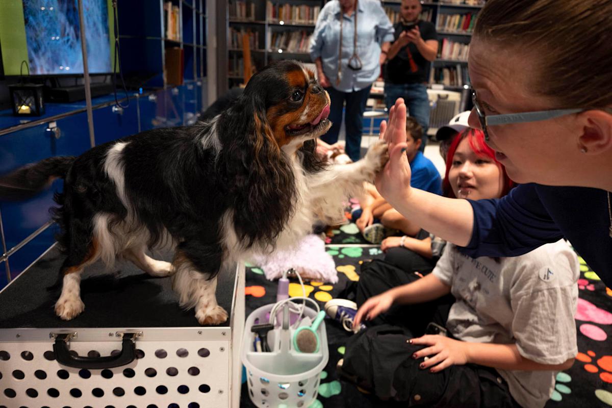 woman high-fiving an English Toy Spaniel dog.