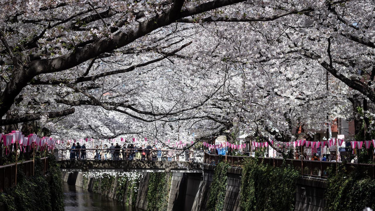 目黒川の桜