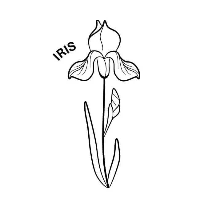 february birth month flower the iris