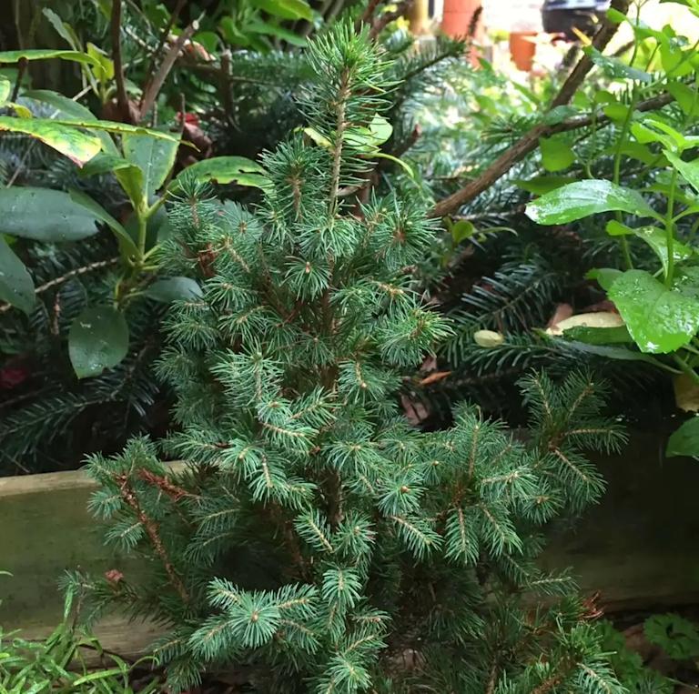Ein eingepflanzter Mini-Weihnachtsbaum steht im Garten