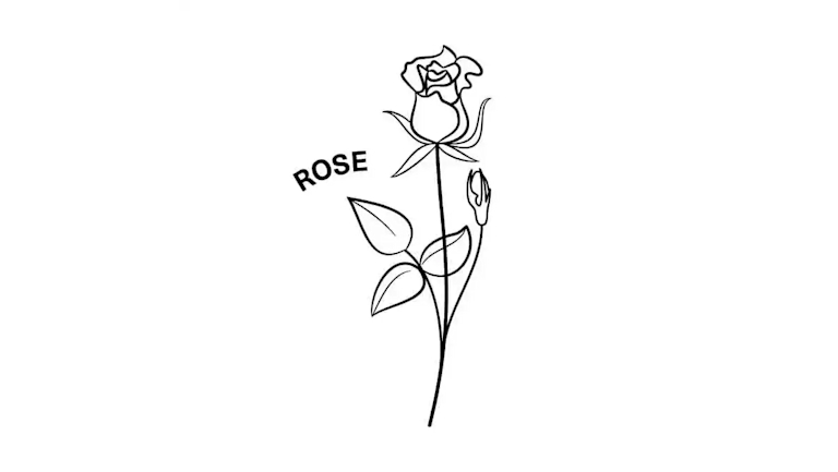 illustration of a rose
