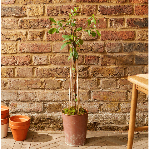 Small potted tree with staked green foliage in a terracotta pot, standing against a rustic brick wall beside plant pots and a wooden table.