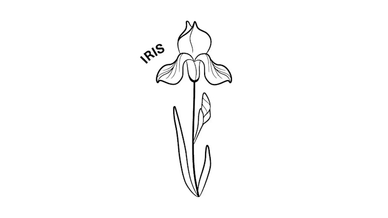 february birth month flower the iris