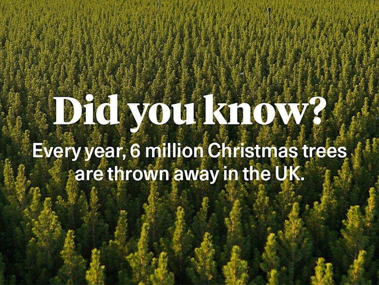 A forest of pine trees. Text over the top says 'Did you know? Every year, 6 million Christmas trees are thrown away in the UK.'