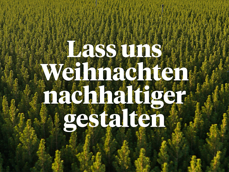 Eine Weihnachtsbaum-Farm aus der Vogelperspektive
