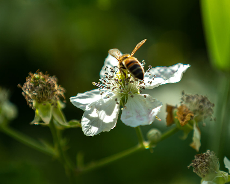 A honeybee collecting nectar from a delicate white blackberry blossom. The bee's fuzzy, striped body is in sharp focus against the soft petals. Faded brown flower heads surround it, hinting at the wild, natural cycle of growth in a sunlit garden.