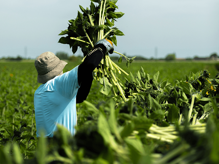 Man harvesting sunflowers