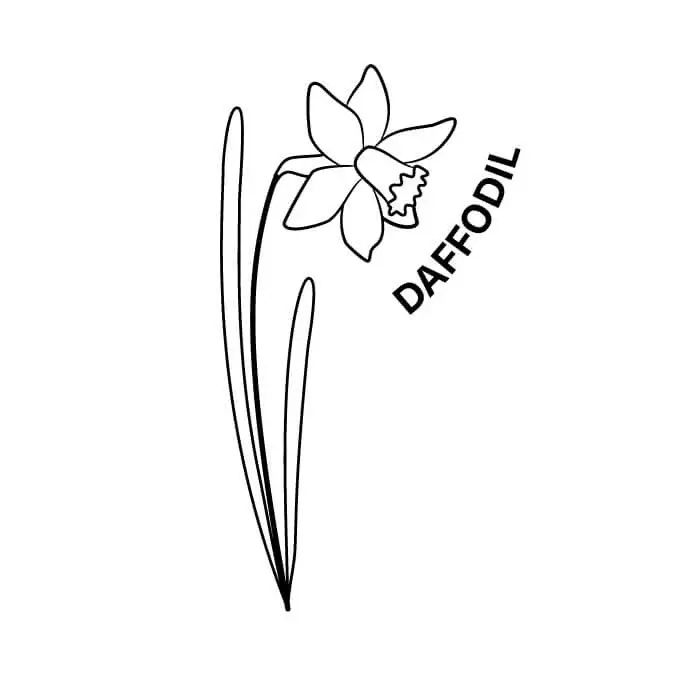 march birth month flower the daffodil