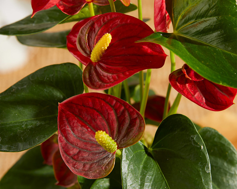 Red Anthurium plant
