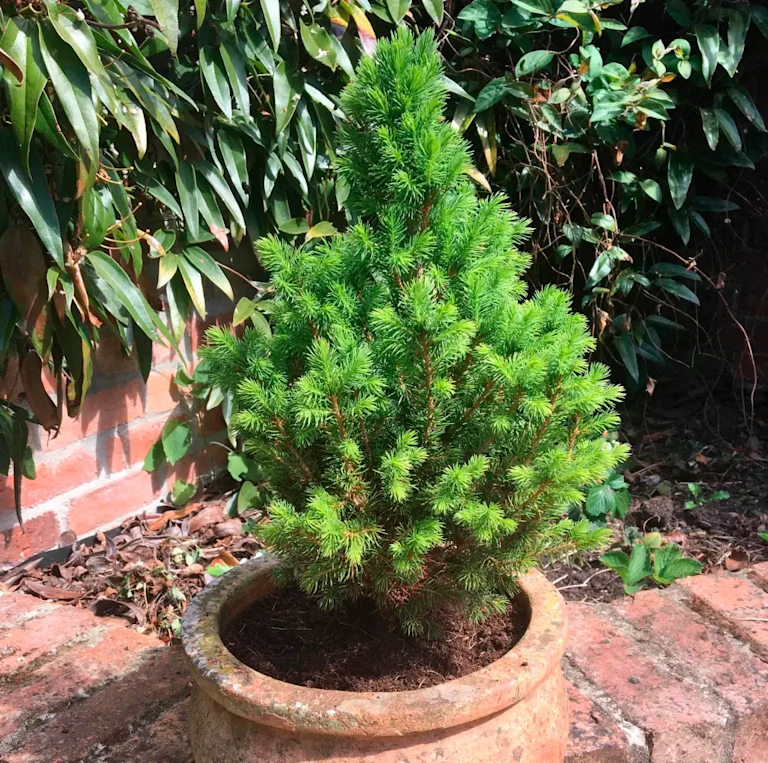 Ein noch größerer Mini-Weihnachtsbaum in einem Terra-Cotta-Topf im Garten