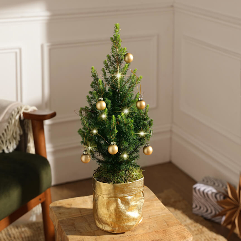 A miniature Christmas tree, decorated with gold baubles and fairy lights.