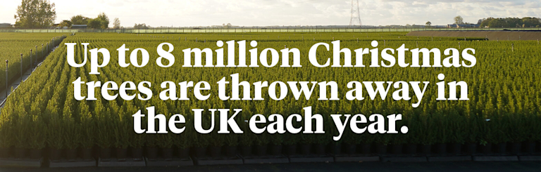 A field of mini Christmas tree, lit up by the morning sun. Over it are the words 'Every year, 6 million Christmas trees are thrown away in the UK.'
