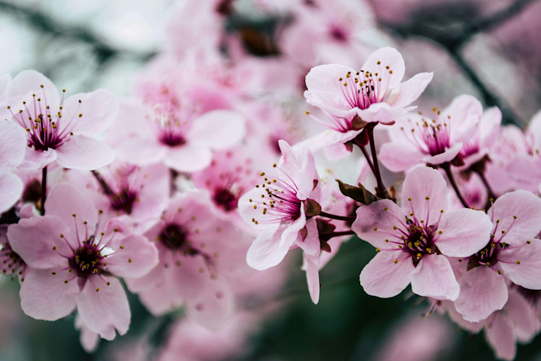 cherry blossom