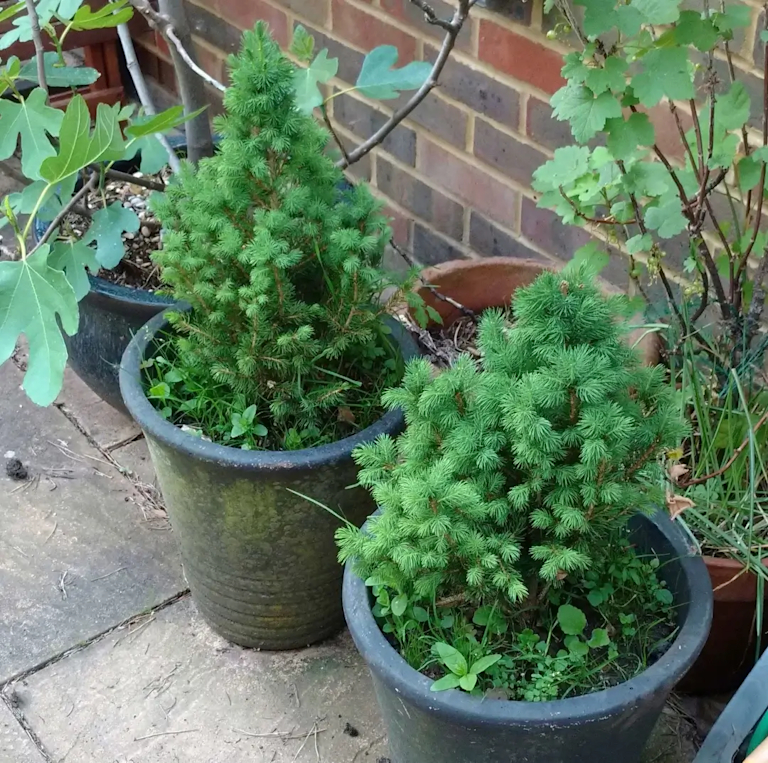 Zwei umgetopfte Mini-Weihnachtsbäume stehen im Garten nebeneinander