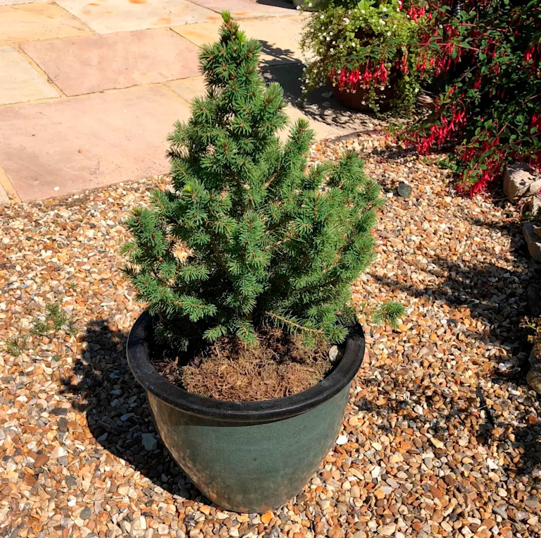 A Tiny Tree that's been repotted in a gazed ceramic pot, on a sunny garden patio.