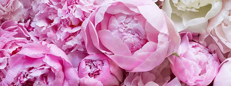 pink peony bouquet in blue vase