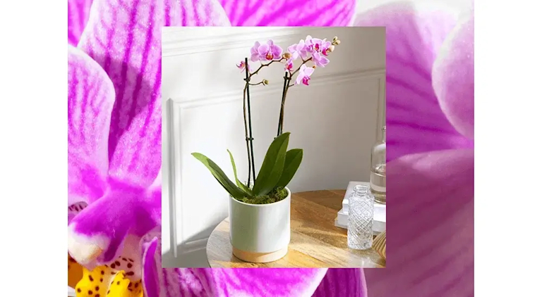 orchid bloom and wild