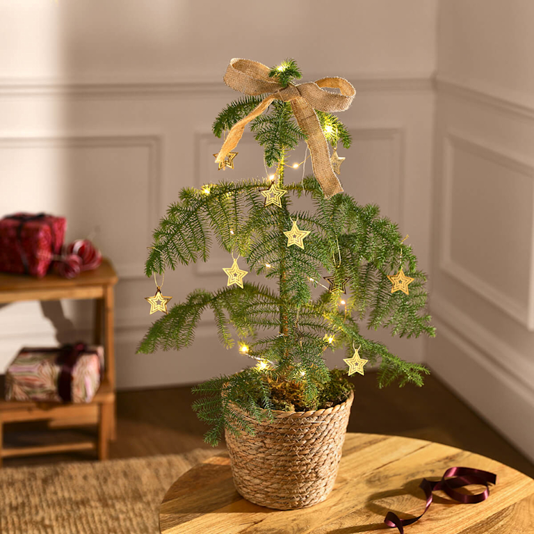 The Scandi tree