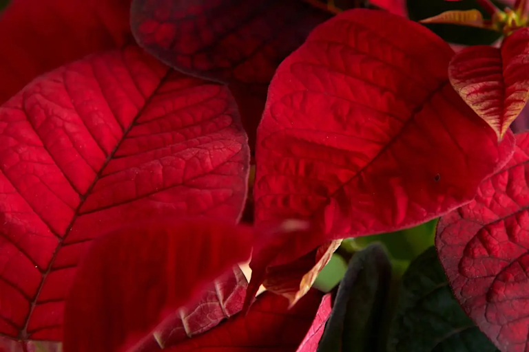 picture of poinsettia