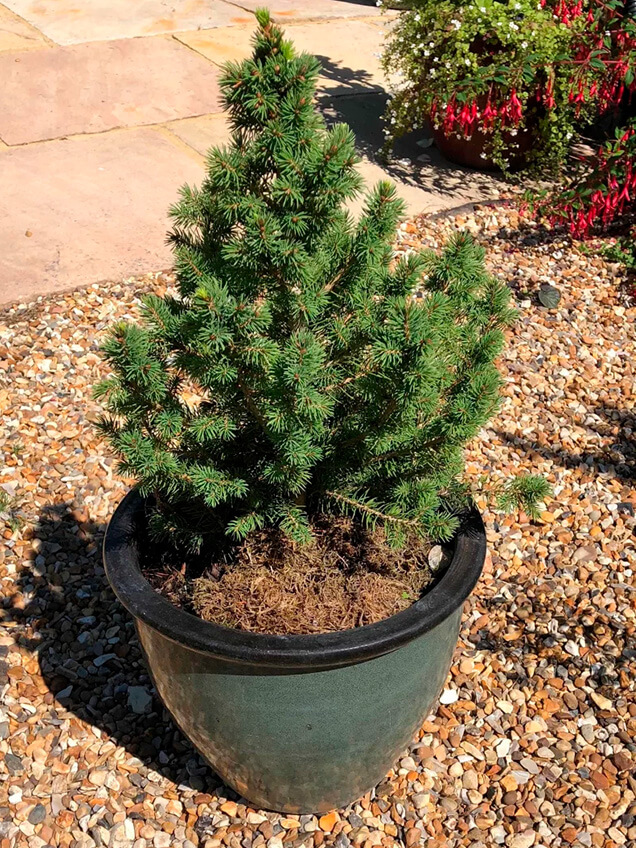 Ein kleiner Weihnachtsbaum steht in einem Keramiktopf im Garten