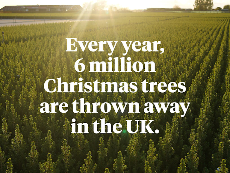 A field of mini Christmas tree, lit up by the morning sun. Over it are the words 'Every year, 6 million Christmas trees are thrown away in the UK.'