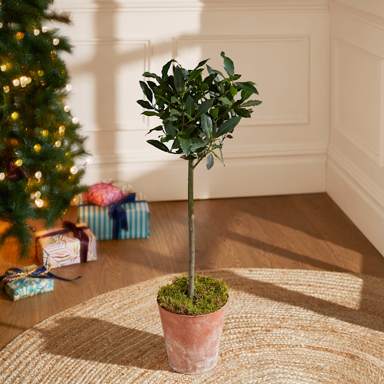 A small bay tree in terracotta pot