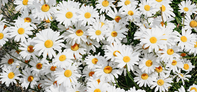 field of daisies
