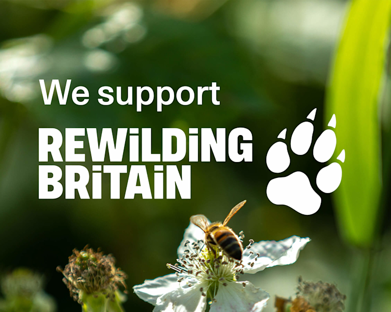 The phrase 'We support Rewilding Britain' over the top of an image of a bee landing on an apple blossom flower.