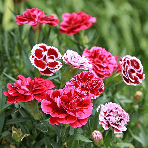 pinke nelke