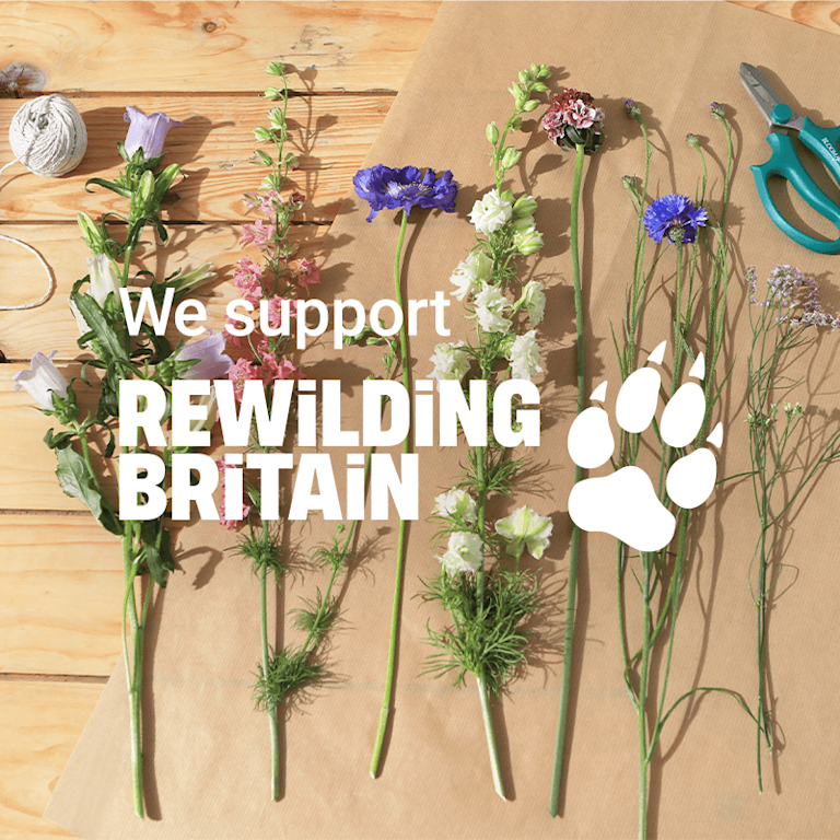 A variety of meadowy stems are lying flat on kraft paper. Overlaid on top are the words: 'We support Rewilding Britain' alongside their logo.