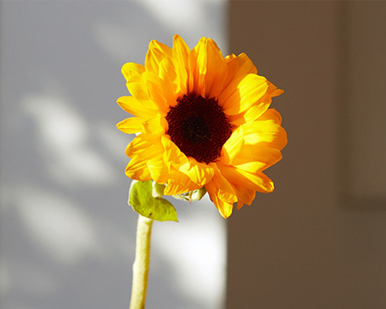 A single sunflower stem, lit up by sunshine.