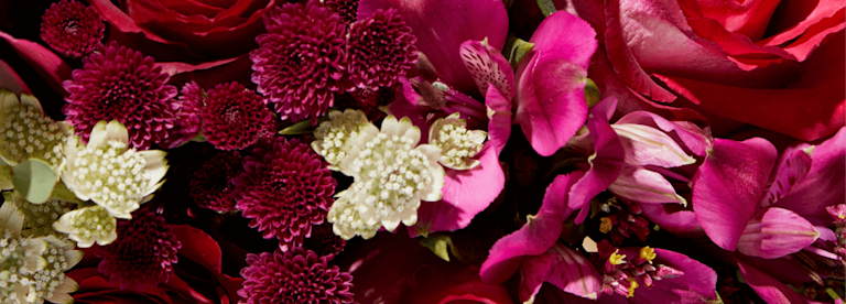 close up of bloom & wild Liberty blooms